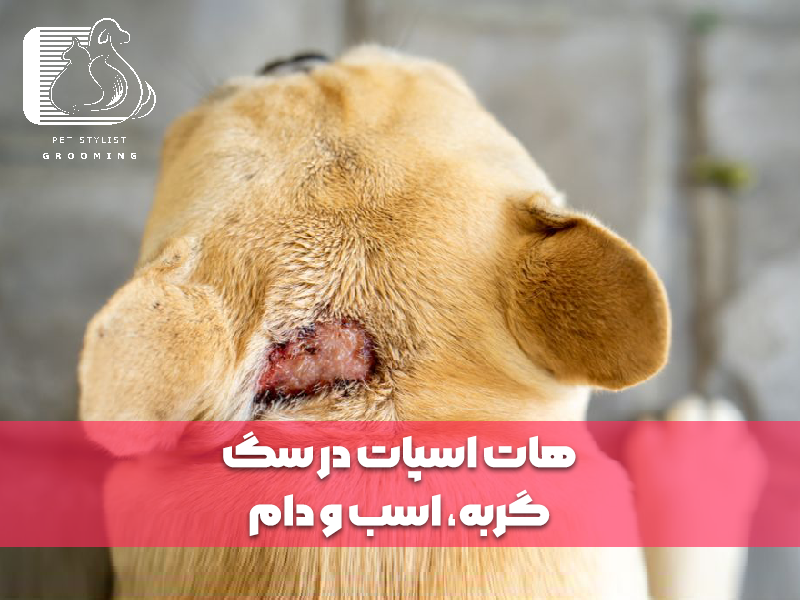 هات اسپات در سگ، گربه، اسب و دام